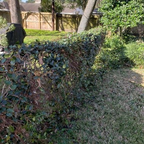 Bush Trimming by Townsend Boyz Services LLC reviewed on August 16, 2025