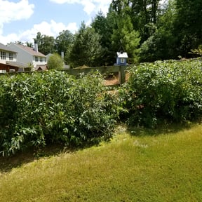 Bush Trimming by The Other Side Lawn Care reviewed on August 17, 2025