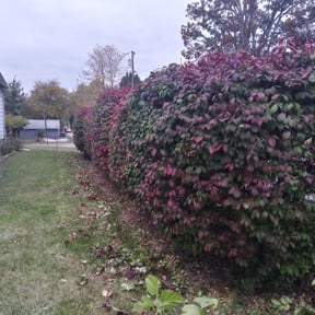 Bush Trimming by EC3 Environmental / Snowmow Plus reviewed on August 15, 2025