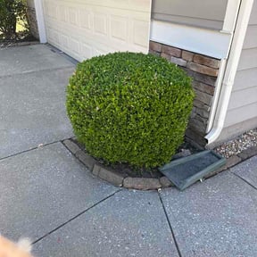 Bush Trimming by Grass Choppers Lawn Care reviewed on April 10, 2026