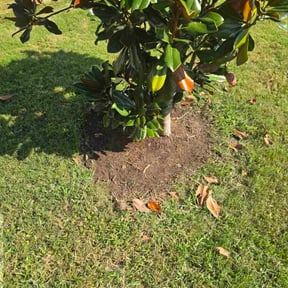 Flower Bed Weeding by Verde Green Lawn Care reviewed on October 23, 2025