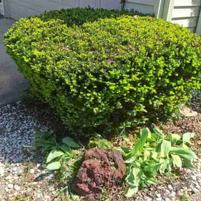 Bush Trimming by Burton Lawn Care reviewed on August 15, 2025