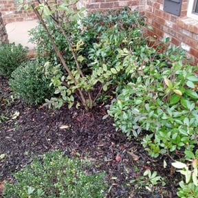 Bush Trimming by Top Turf L.L.C reviewed on August 17, 2025
