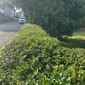 Bush Trimming by Weber Construction &amp; Landscaping LLC reviewed on August 26, 2026