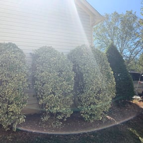 Bush Trimming by Oasis Landscape reviewed on August 17, 2025