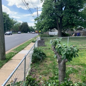 Bush Trimming by Lawns by leo reviewed on August 18, 2025