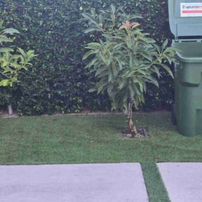 Bush Trimming by A1 lawn care reviewed on June 12, 2026