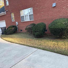 Bush Trimming by YARD M.D. LLC reviewed on November 25, 2025