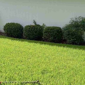 Bush Trimming by Bush wackers reviewed on August 19, 2025