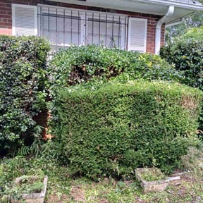 Bush Trimming by S & G Landscaping Inc reviewed on August 21, 2025