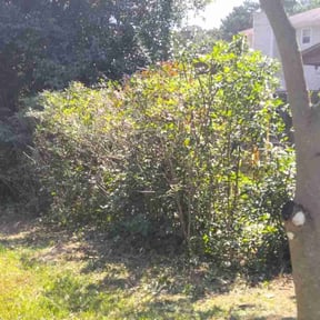 Bush Trimming by Paparo Lawn Care reviewed on October 18, 2025