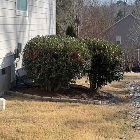 Bush Trimming by GMP Solutions reviewed on December 2, 2025