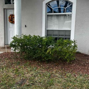 Bush Trimming by Chows lawn service reviewed on October 18, 2025