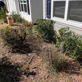 Bush Trimming by Green Hands Landscaping reviewed on August 16, 2025