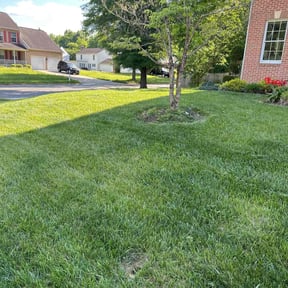 lawn service by A&E landscaping reviewed on May 11, 2024