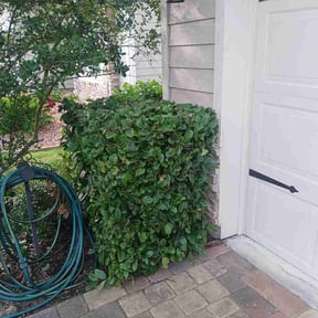 Bush Trimming by X-Scape Lawn Care reviewed on June 5, 2026