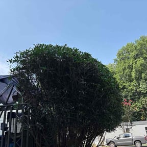 Bush Trimming by All Projects Solutions LLC reviewed on August 2, 2026