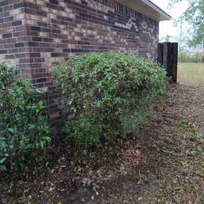 Bush Trimming by A1 landscaping reviewed on October 21, 2025