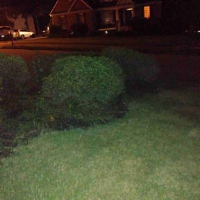 Bush Trimming by Frederickson Lawn Management reviewed on August 15, 2025