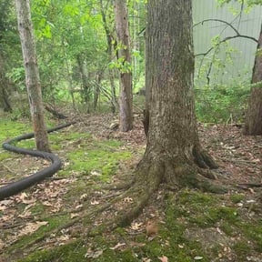 Leaf Removal by Sure Green Grass Care reviewed on May 15, 2026