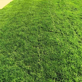 yard service by PFD property maintenance reviewed on August 15, 2025