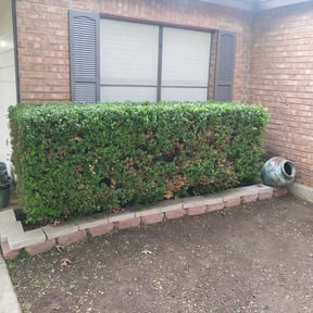 Bush Trimming by Doe landscaping reviewed on August 15, 2025