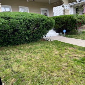 Bush Trimming by B and M Murillo Gardening Service reviewed on August 18, 2025