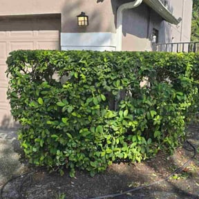Bush Trimming by Top Landscape Maintenance LLC reviewed on November 24, 2025