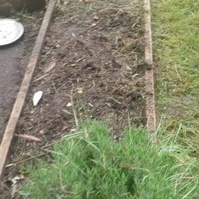 Flower Bed Weeding by Greene Family Lawncare reviewed on August 17, 2025