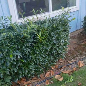 lawn service by Premier Lawn Care &amp; Snow Removal reviewed on July 12, 2019