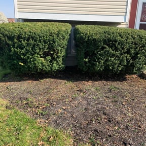 Bush Trimming by Maryhaven farm reviewed on August 18, 2025