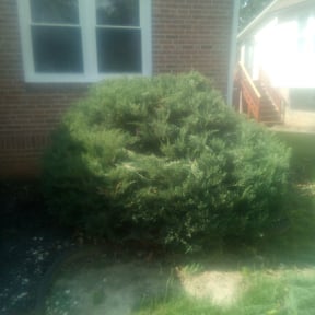 Bush Trimming by Island Life Business Ventures, LLC reviewed on August 21, 2025