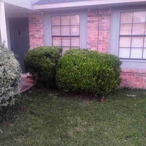 Bush Trimming by A. I. Lawn reviewed on June 15, 2026