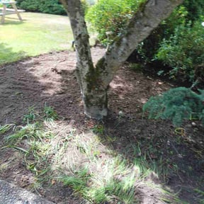 Flower Bed Weeding by Above &amp; Beyond LLC reviewed on June 3, 2026