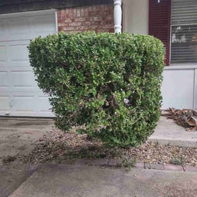 Bush Trimming by Marvin's Services LLC reviewed on August 16, 2025