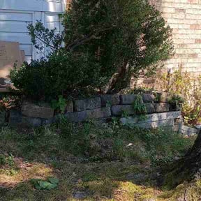 Bush Trimming by Budget Cut Lawn Service reviewed on June 28, 2026