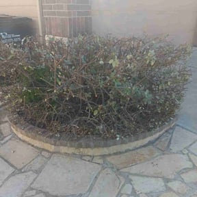 Bush Trimming by Signature Lawn Care LLC. reviewed on May 17, 2024