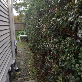 Bush Trimming by All season landscaping reviewed on August 18, 2025