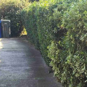 Bush Trimming by Valleys and Peaks Landscaping reviewed on November 21, 2025