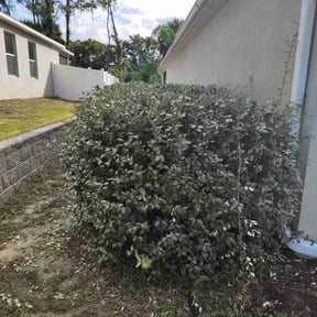 Bush Trimming by Willie lawn Care and more LLC reviewed on November 24, 2025