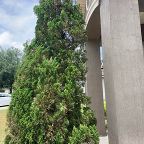 Bush Trimming by Pauls lawn cuts and more reviewed on August 16, 2025
