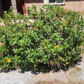 Bush Trimming by 618'S Snappin Out Lawn Care reviewed on April 15, 2026