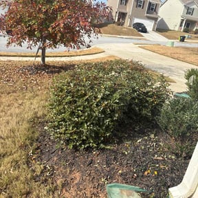 Bush Trimming by Daniel Torres reviewed on November 21, 2025