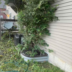 Bush Trimming by K&amp;k lawn service reviewed on June 15, 2026