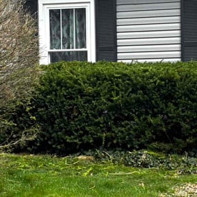 Bush Trimming by Sharptopz reviewed on April 29, 2026