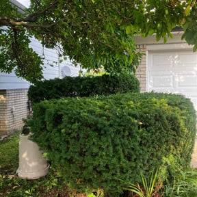 Bush Trimming by Grants LawnCare reviewed on August 16, 2025