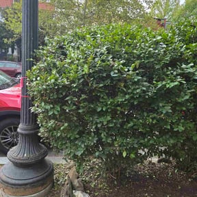 Bush Trimming by N.A.L Landscaping and Services LLC reviewed on October 22, 2025