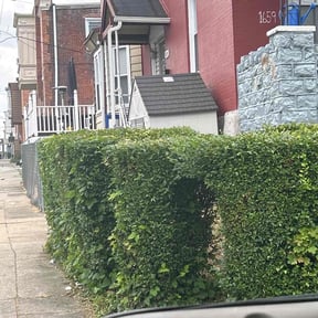 Bush Trimming by Chek'Rd Lawn Service reviewed on August 15, 2025