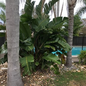 Bush Trimming by Hometeam Property Management reviewed on August 18, 2025