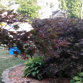 Bush Trimming by 2 Leaf Landscape reviewed on August 17, 2025